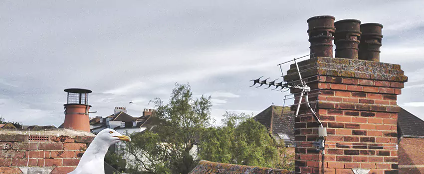 Chimney Cleaning And Restoration in Holly Springs, North Carolina